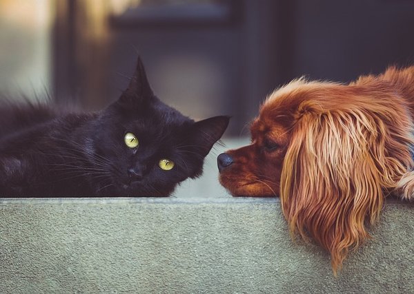 Pourquoi un chat est-il plus difficile à dresser qu'un chien ?