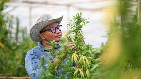 Consommation de CBD par inhalation : pourquoi et quels risques pour la santé ?