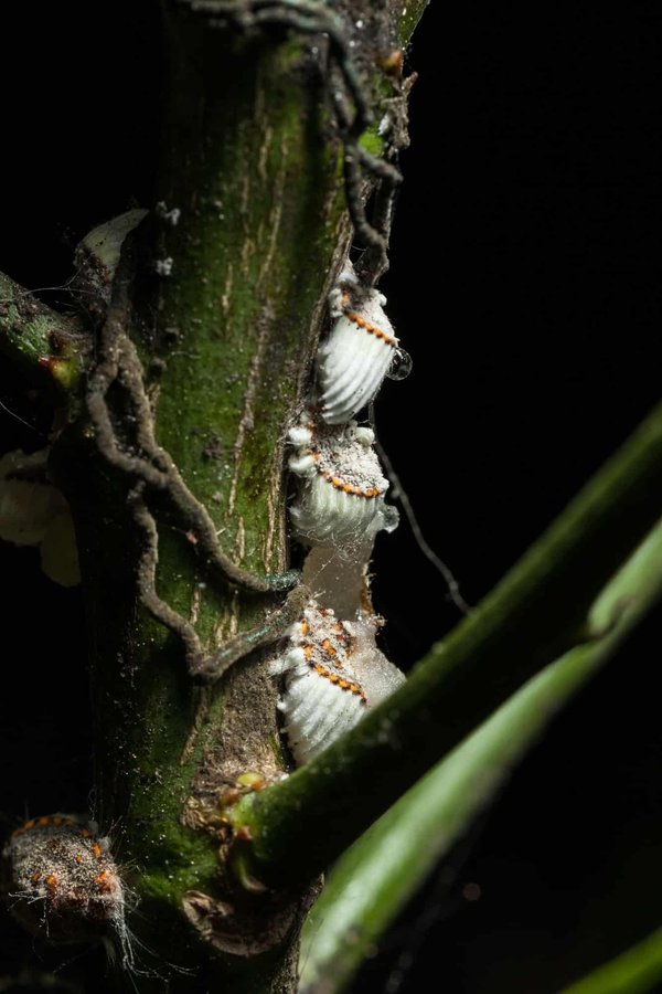 Cochenille: quel remède naturel pour lutter contre?